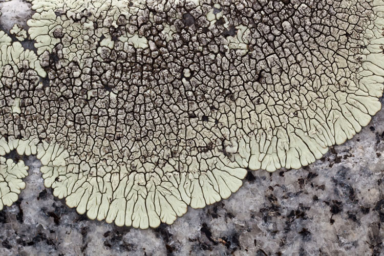 Dimelaena oreina