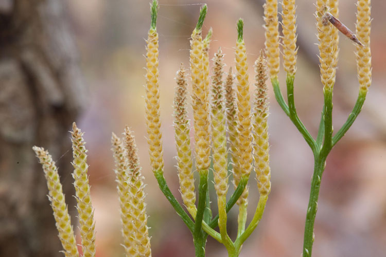 Diphasiastrum strobili