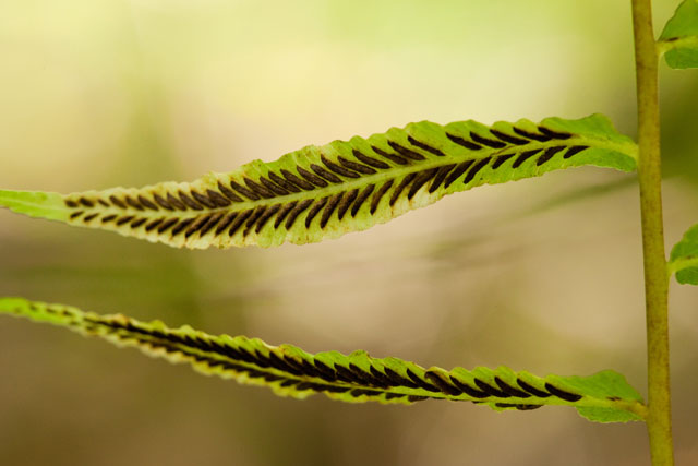 glade fern fertile leaflets