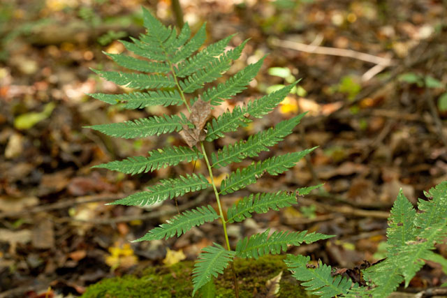 Goldie's fern