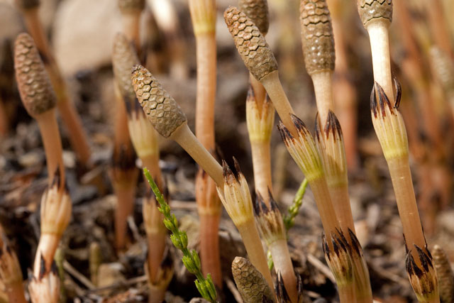 common horsetail