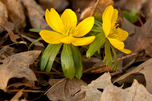 winter aconite