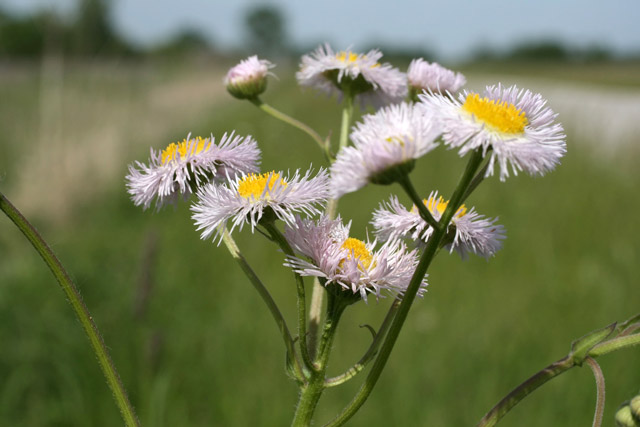 daisy fleabane