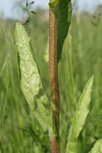 fleabane leaves