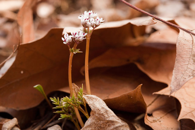 Erigenia bulbosa