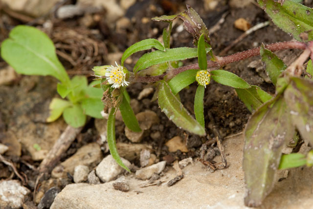 Yerba the Greek