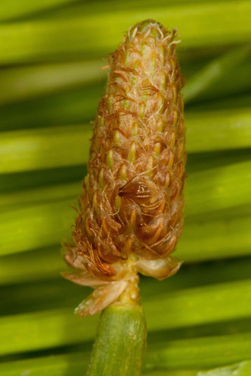 Eleochars obtusa spikelet