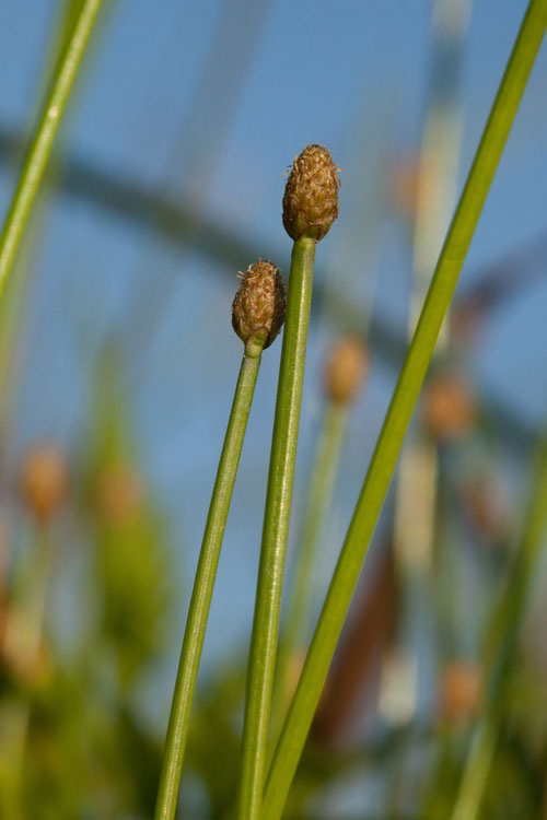 Eleocharis obtusa