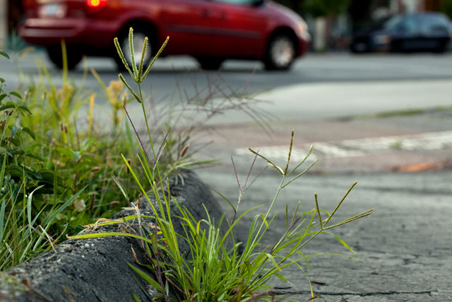 goose grass