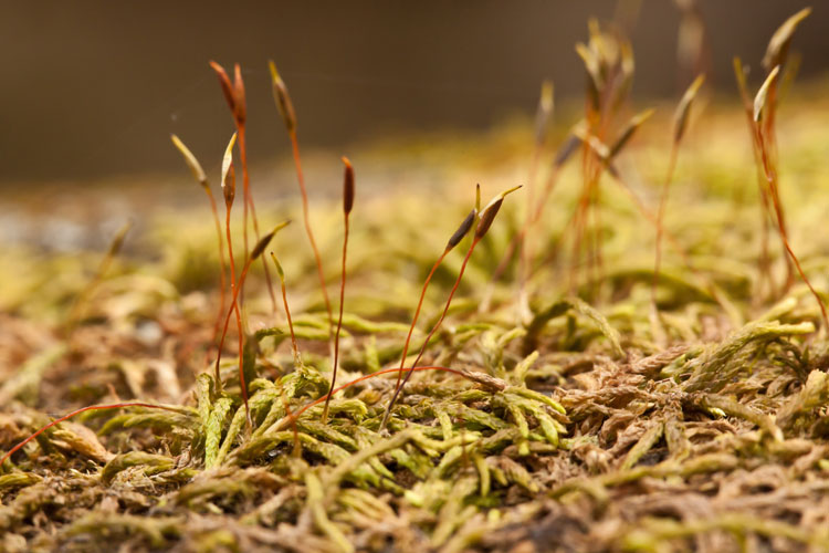 Entodon cladorrhizans