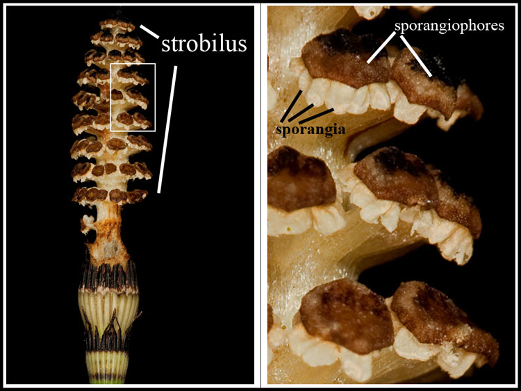 Equisetum hyemale strobilus