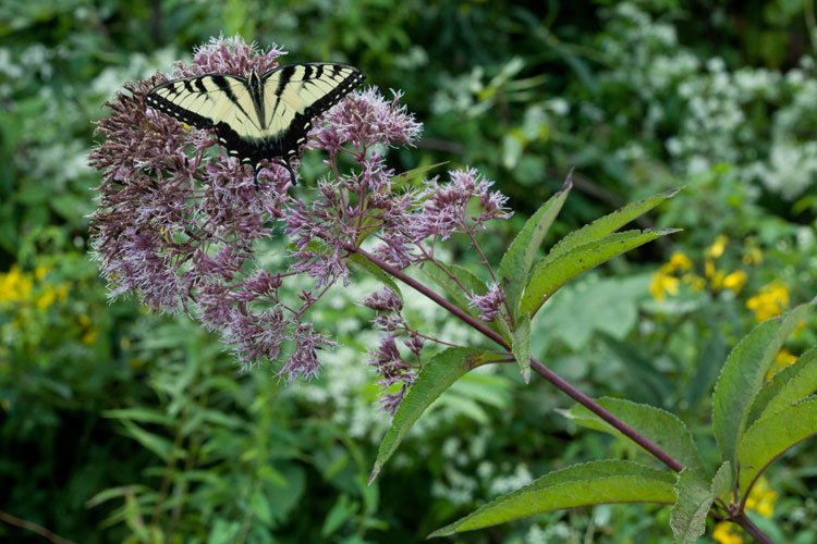 Joe-pye weed