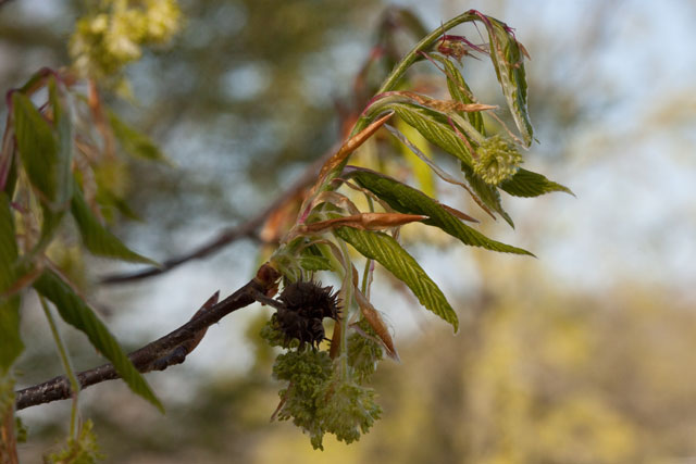 beeh flowering branch