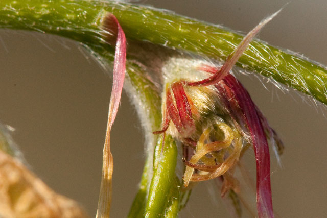 beech female flower