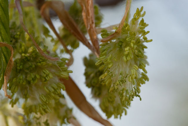 beech staminate flowers