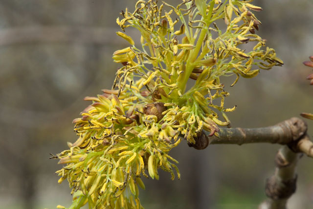 ash male flowers