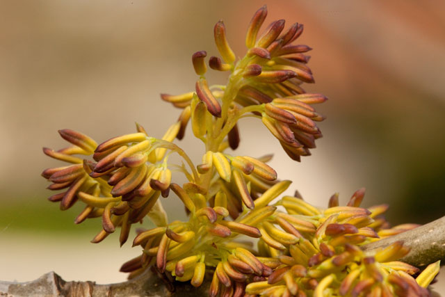 ash flowers