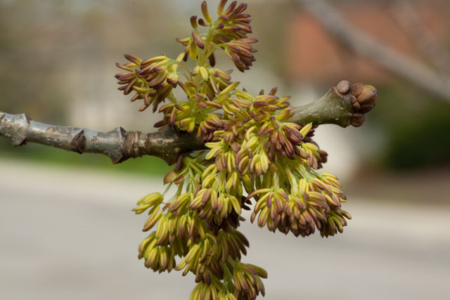 ash inflorescence