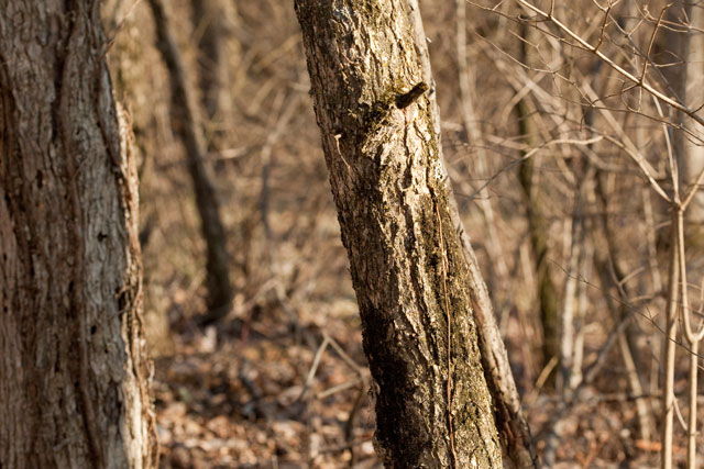 elm tree bark. elm tree with epiphytes