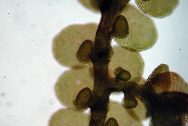 Frullania ventral view