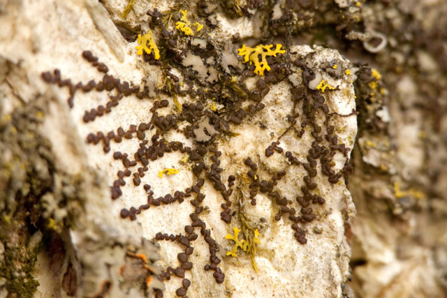 Frullania eboracensis