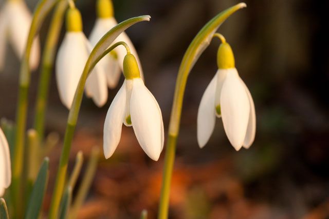 snowdrops