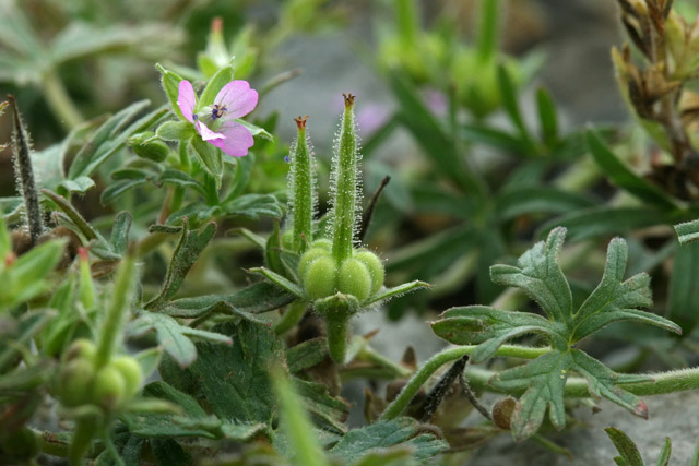 Geranium dissectum