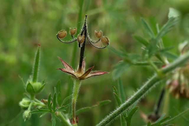 geranium capsule