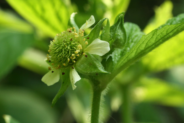 rough avens