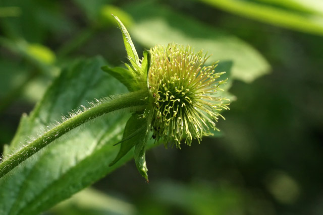 rough avens fruits