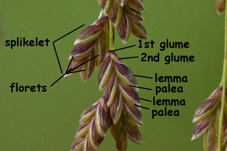 manna grass spikelet