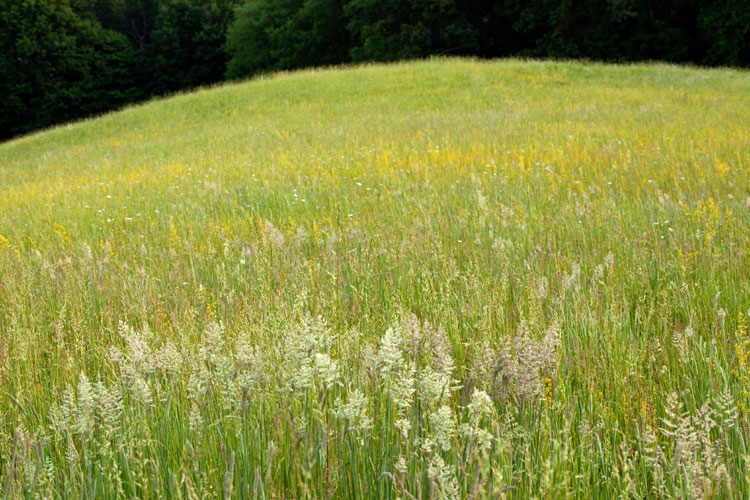 bedstraw and velvet-grass meadow