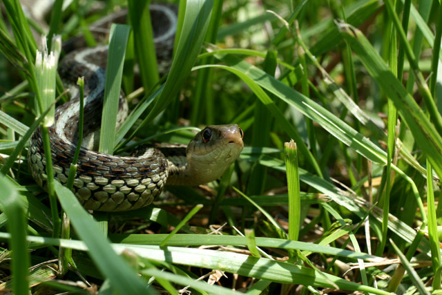 garter snake