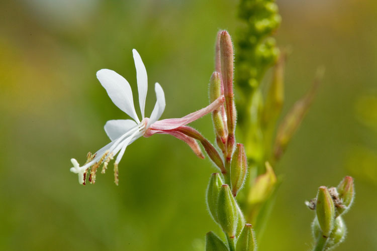 Gaura biennis