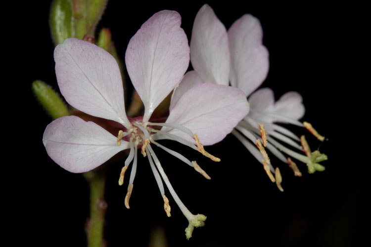 Gaura biennia