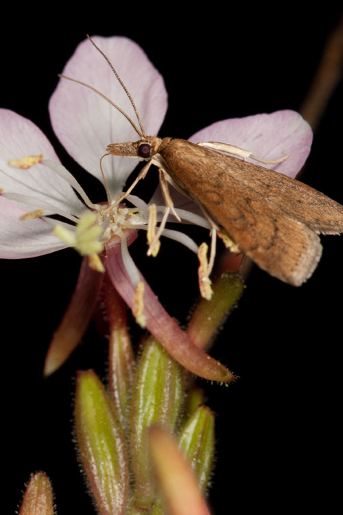 Gaura with moth