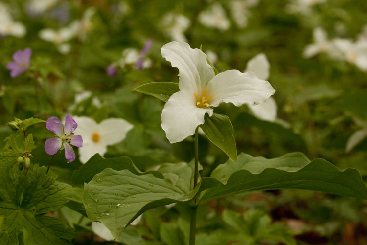 trillium and geranium