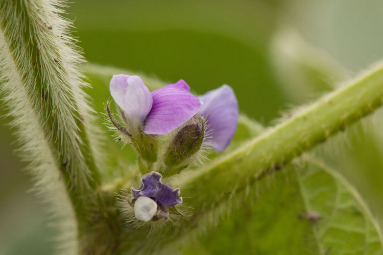 Glycine max