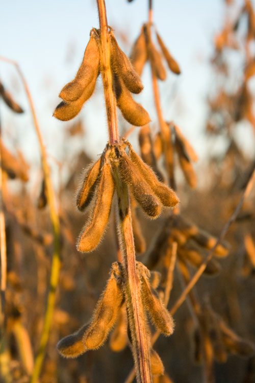 soybean fruits