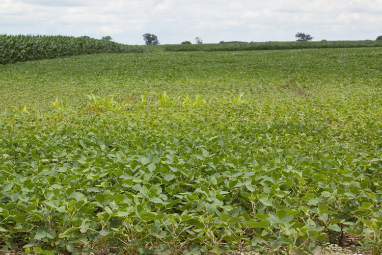 soybean field