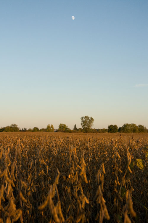 soybean field