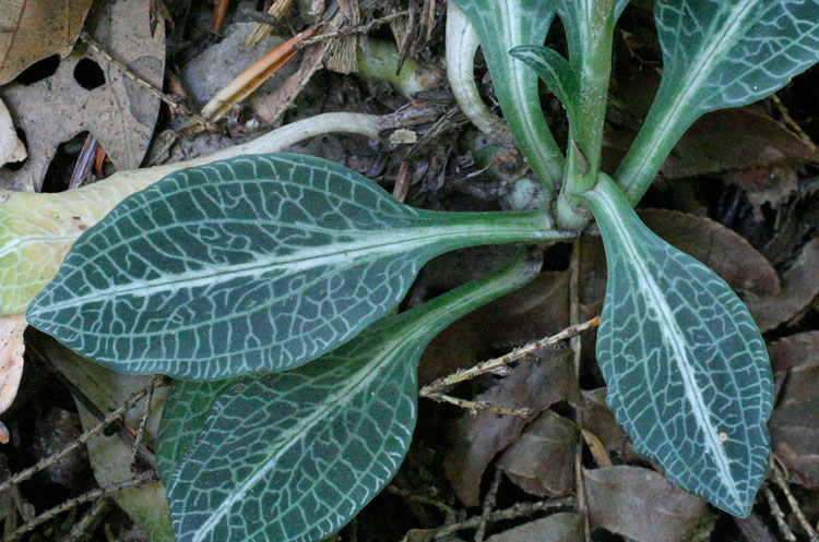 rattlesnake-plantain leaves