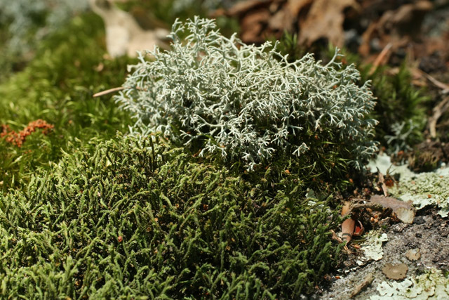 Hedwigia ciliata