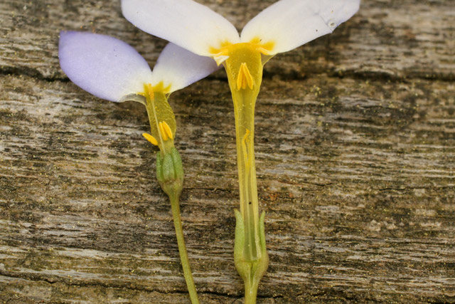 Hedyotis caerulea split