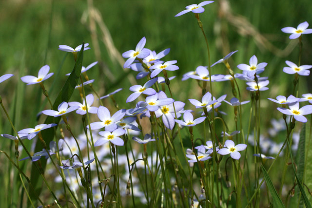 bluets