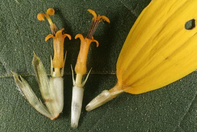 sunflower flowers