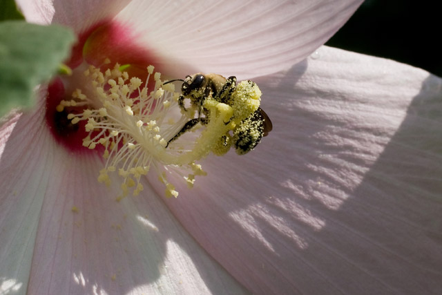 Ptilothrix visits Hibiscus