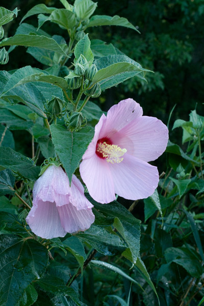 Hibiscus moscheutos