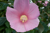 rose-mallow3