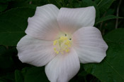 rose-mallow 2